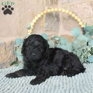 Jaxson, Mini Labradoodle Puppy