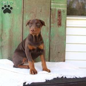 Tina, Doberman Pinscher Puppy