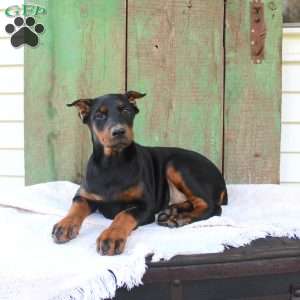 Tracy, Doberman Pinscher Puppy