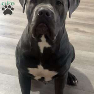 Aaliyah, Cane Corso Puppy