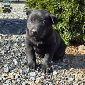 Ghost, Belgian Malinois Puppy