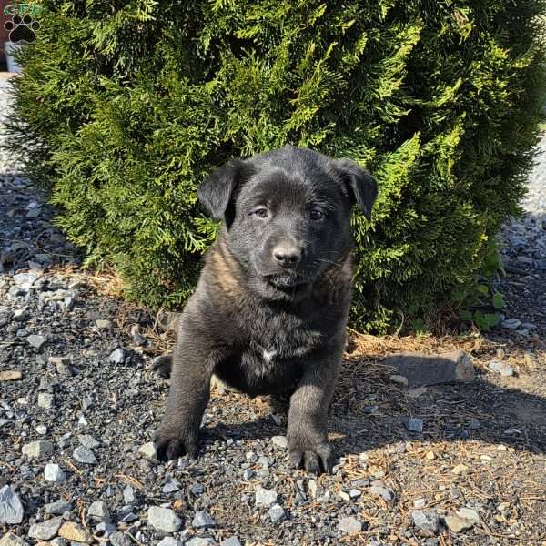 Ryker, Belgian Malinois Puppy
