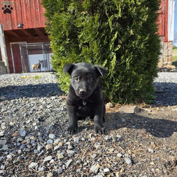 Nitro, Belgian Malinois Puppy