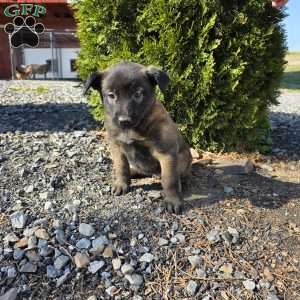 Freya, Belgian Malinois Puppy