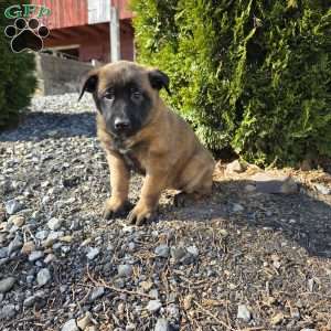 Maya, Belgian Malinois Puppy