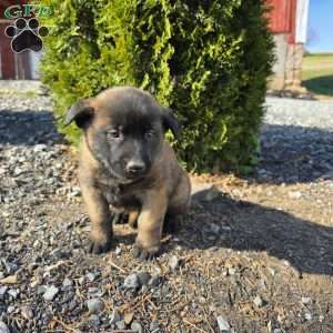 Jax, Belgian Malinois Puppy