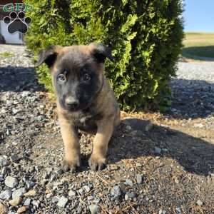 Dexter, Belgian Malinois Puppy