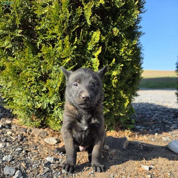 Zeus, Belgian Malinois Puppy
