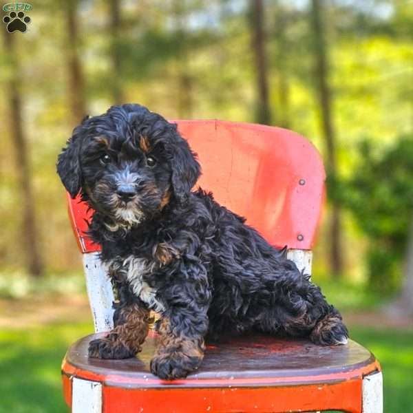 Lily, Mini Bernedoodle Puppy