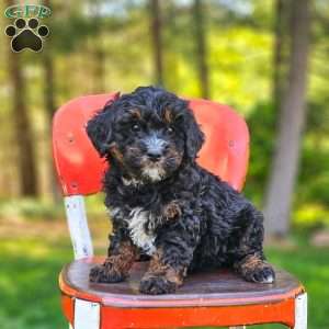 Lily, Mini Bernedoodle Puppy