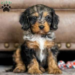 Asher, Cavapoo Puppy
