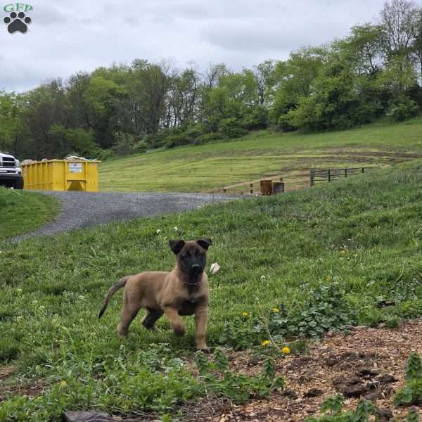 Freya, Belgian Malinois Puppy