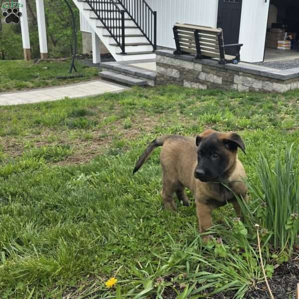Gunner, Belgian Malinois Puppy