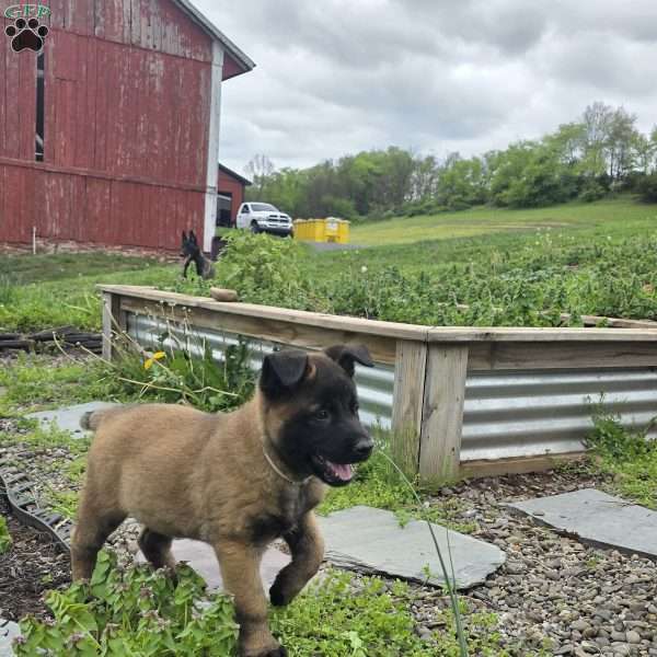 Jax, Belgian Malinois Puppy