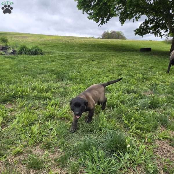 Bruno, Belgian Malinois Puppy