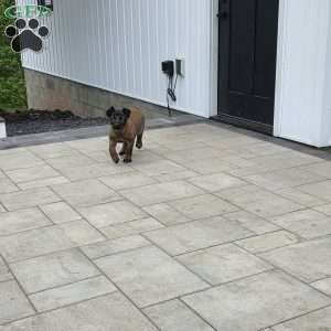 Maya, Belgian Malinois Puppy
