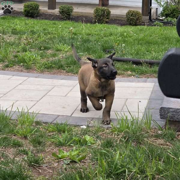 Maya, Belgian Malinois Puppy