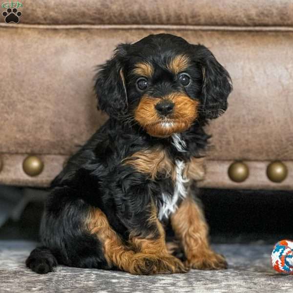 Archie, Cavapoo Puppy