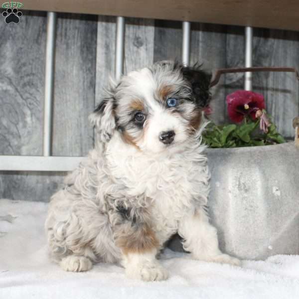 Vivian, Mini Aussiedoodle Puppy