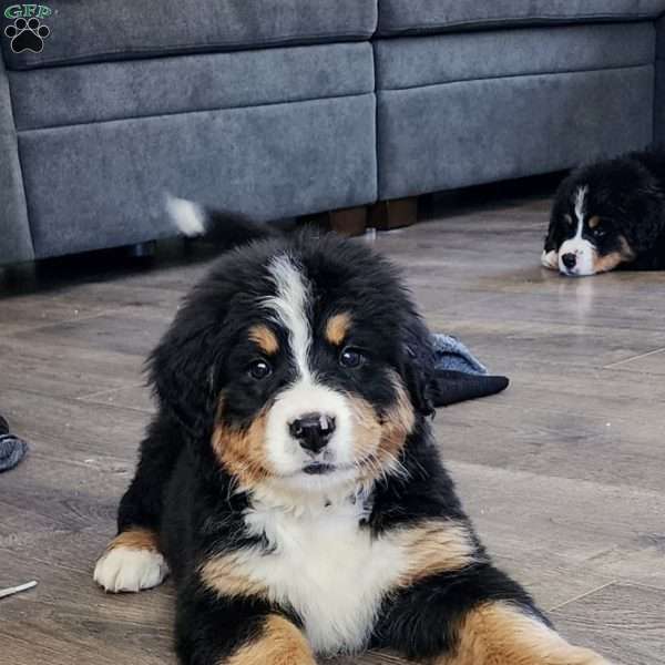 MELODY, Bernese Mountain Dog Puppy
