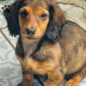 Winston – mini, Dachshund Puppy