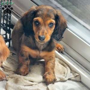 Winston – mini, Dachshund Puppy