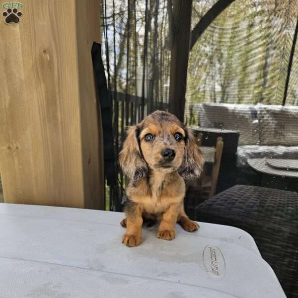 Rose – mini, Dachshund Puppy