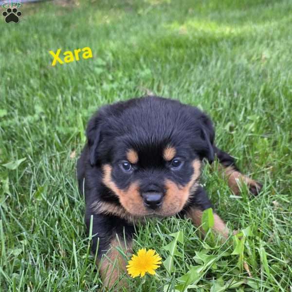 Xara, Rottweiler Puppy