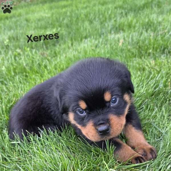 Xerxes, Rottweiler Puppy
