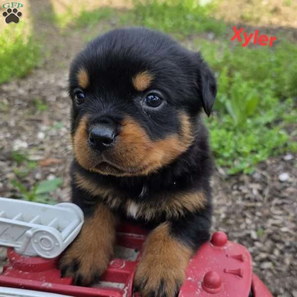 Xyler, Rottweiler Puppy