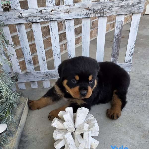 Xylo, Rottweiler Puppy