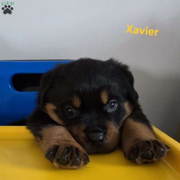 Xavier, Rottweiler Puppy
