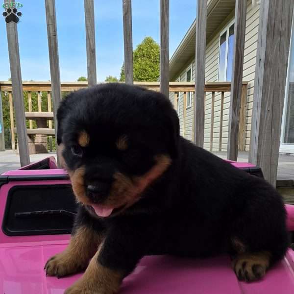 Xina, Rottweiler Puppy