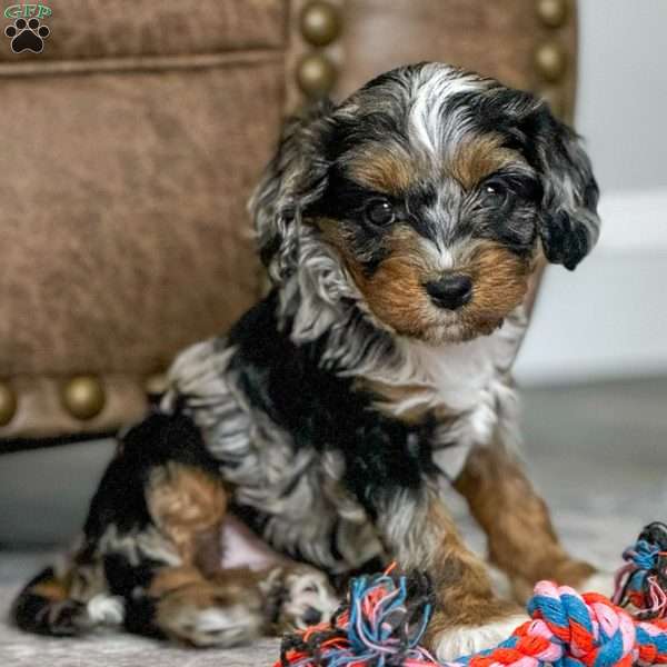 Ava, Cavapoo Puppy