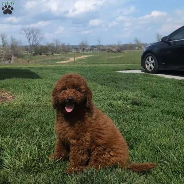 Cameo, Miniature Poodle Puppy