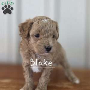 Blake, Cavapoo Puppy