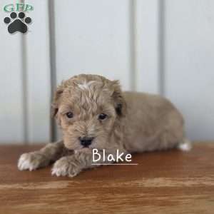 Blake, Cavapoo Puppy