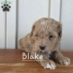 Blake, Cavapoo Puppy