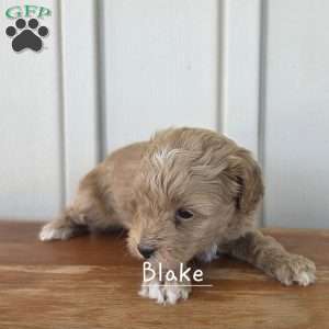 Blake, Cavapoo Puppy