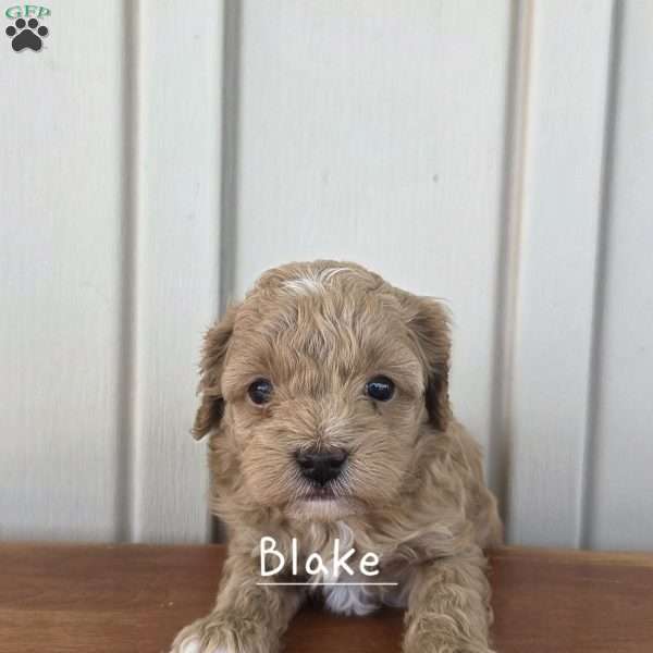 Blake, Cavapoo Puppy