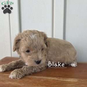 Blake, Cavapoo Puppy