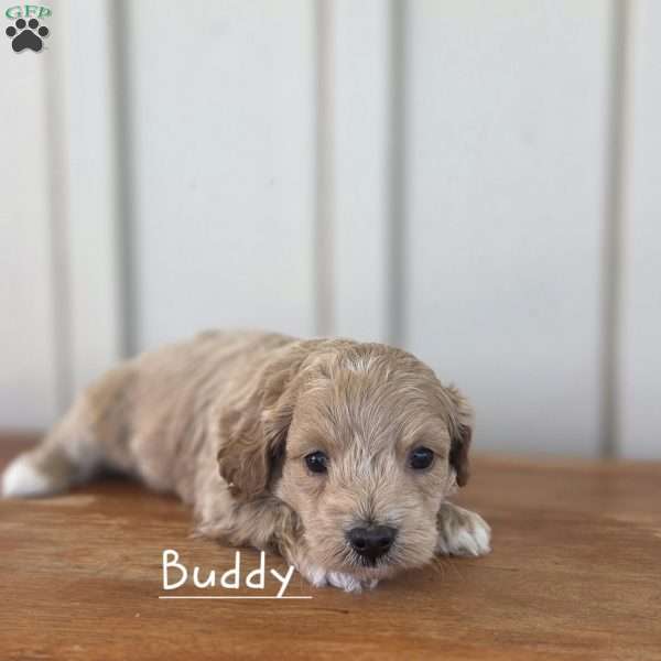 Buddy, Cavapoo Puppy