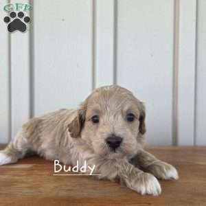 Buddy, Cavapoo Puppy