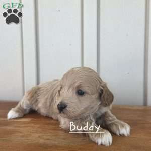 Buddy, Cavapoo Puppy