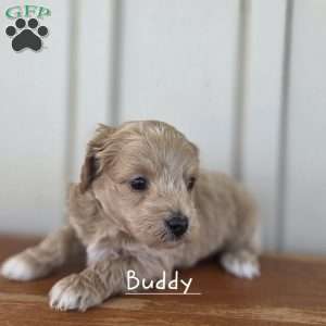 Buddy, Cavapoo Puppy