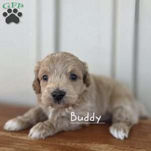 Buddy, Cavapoo Puppy