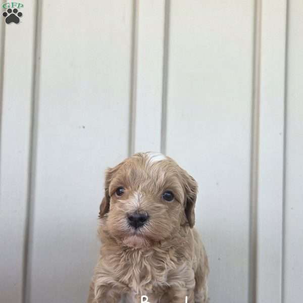 Brad, Cavapoo Puppy