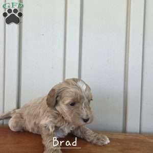 Brad, Cavapoo Puppy