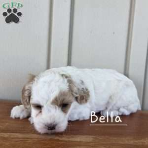 Bella, Cavapoo Puppy