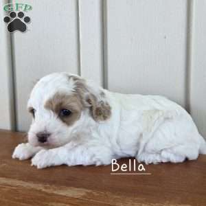 Bella, Cavapoo Puppy
